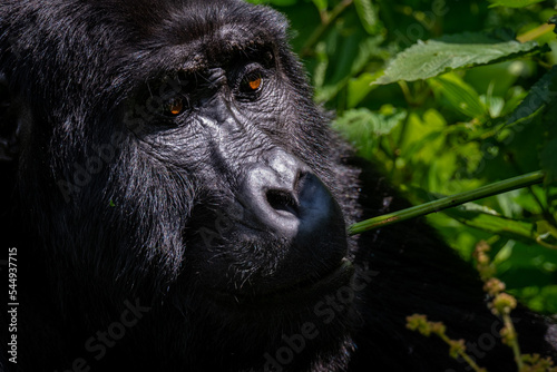 Portrait of a Mountain Gorilla eating in Bwindi National Forest, Uganda © LP Productions