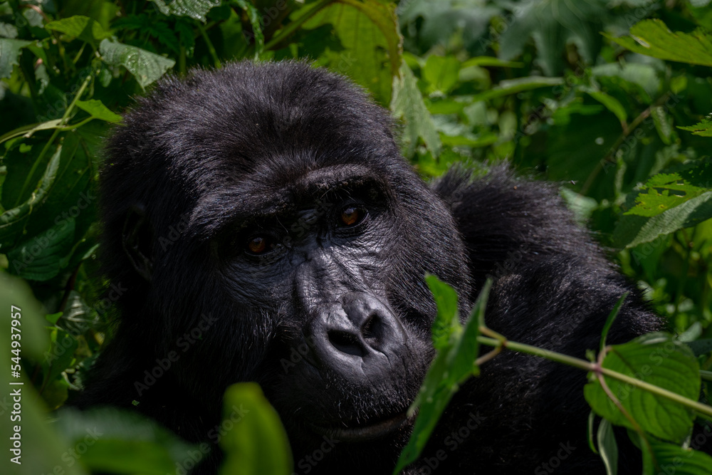 Portrait of a Mountain Gorilla in Bwindi National Forest, Uganda Portrait of a Mountain Gorilla in Bwindi National Forest, Uganda