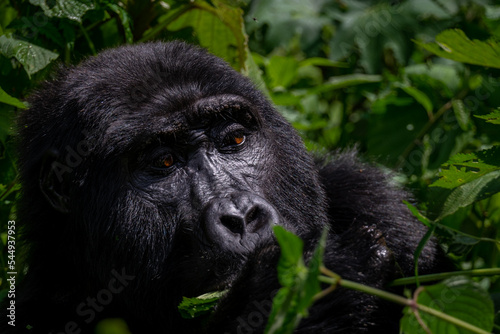 Portrait of a Mountain Gorilla in Bwindi National Forest, Uganda © LP Productions