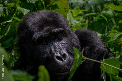 Portrait of a Mountain Gorilla in Bwindi National Forest, Uganda © LP Productions