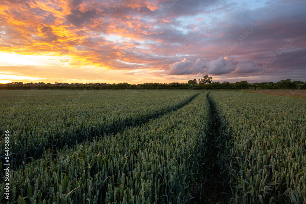Fiery sunset over a field of crops, rural agriculture in England. Farming tractor trails	

