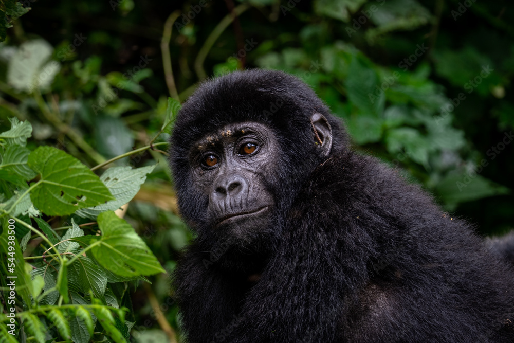 Portrait of a Mountain Gorilla in Bwindi National Forest, Uganda Portrait of a Mountain Gorilla in Bwindi National Forest, Uganda