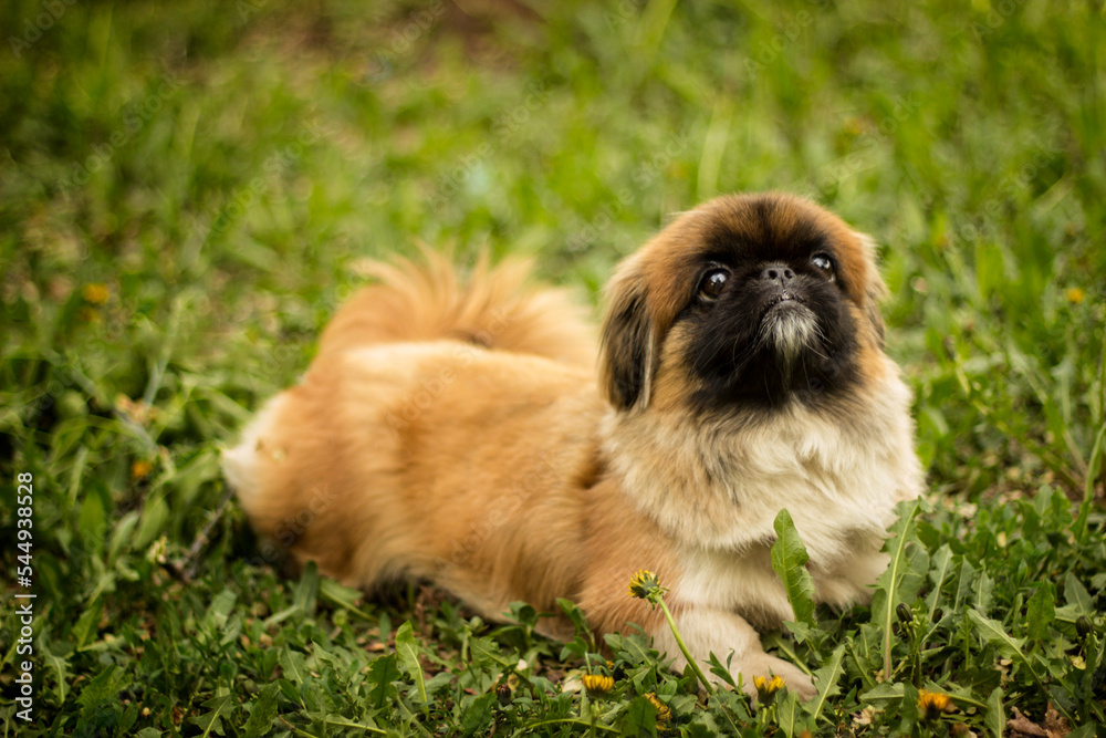 puppy in grass puppy in grass