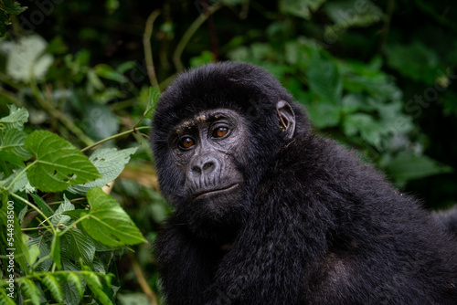 Portrait of a Mountain Gorilla in Bwindi National Forest, Uganda