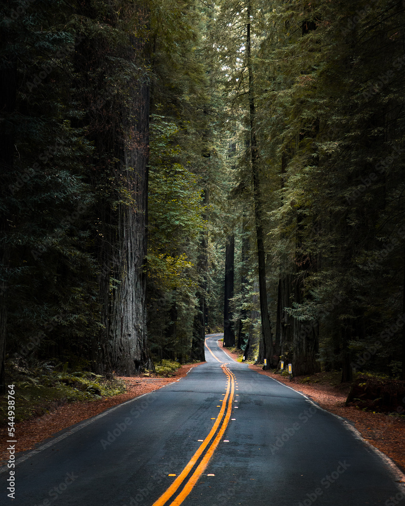Fototapeta premium Road through Redwood forest, California Oregon Pacific Northwest