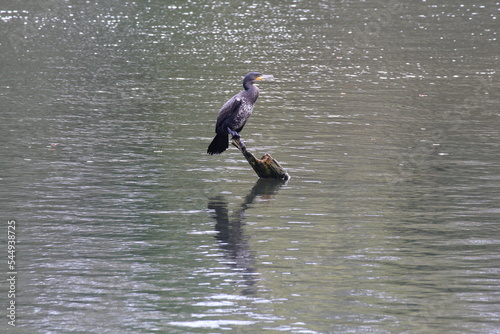 A Double Crested Cormorant sitting on a log in the middle of a lake. This is the bird found on top of the Royal Liver Buildings in Merseyside. The Liver Birds. photo
