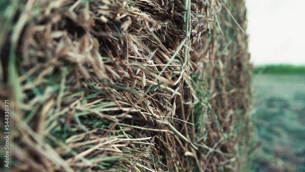 Detail of round hay bale on agriculture field, selective focus Detail of round hay bale on agriculture field, selective focus