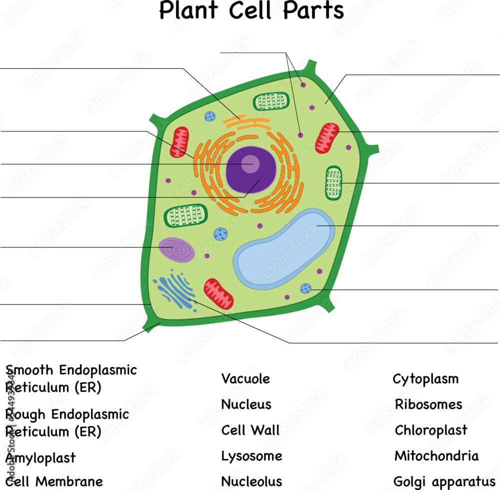 Plant cell diagram parts , unlabeled, fill in the blanks test Stock