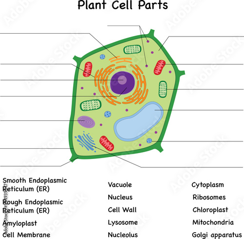 Plant cell diagram parts , unlabeled, fill in the blanks test photo