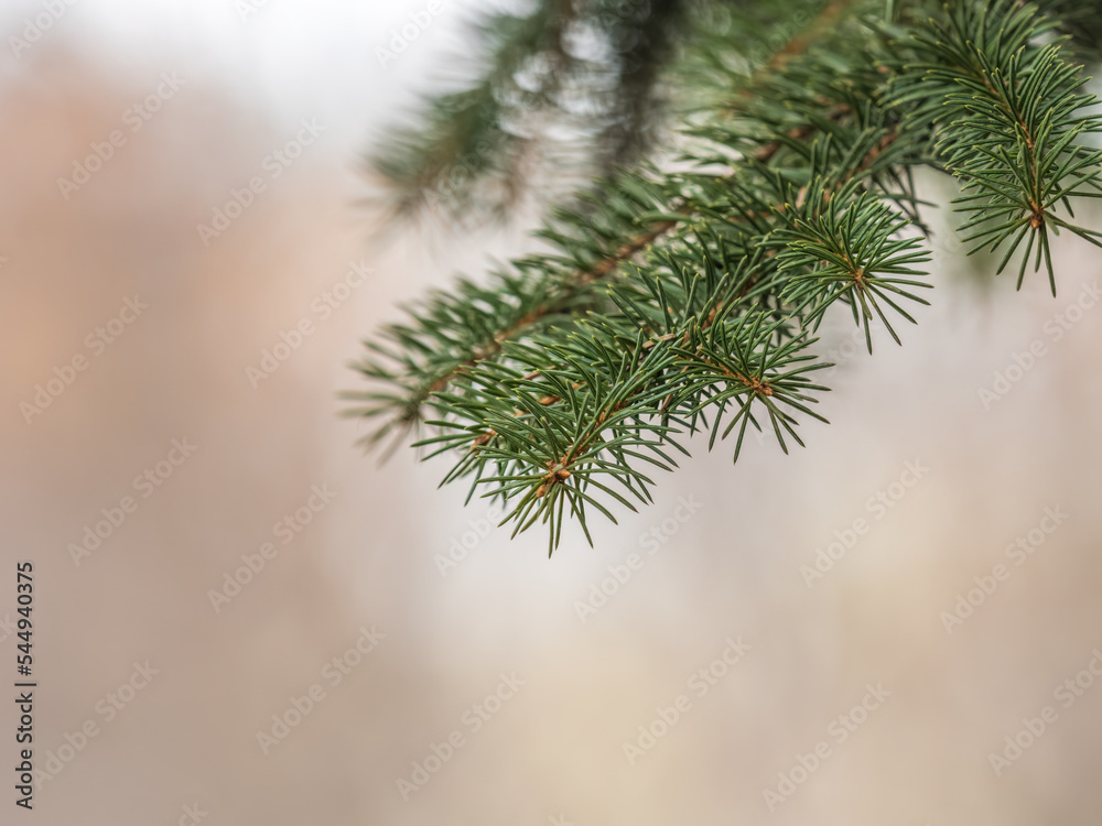 Fir branches with in the sunset light. Background of Christmas tree branches.