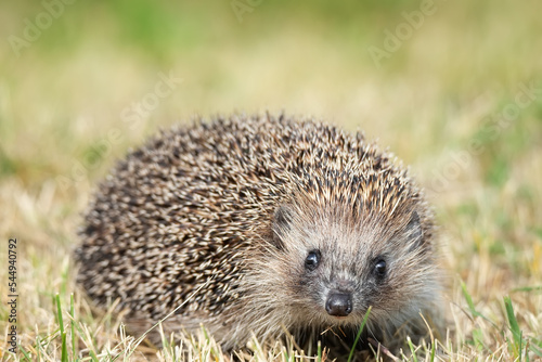 hedgehog on the grass...
