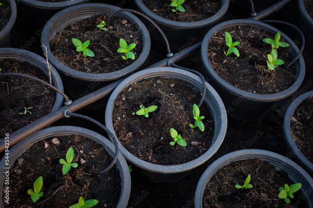 Young green seedlings are growing. Young green seedlings are growing.