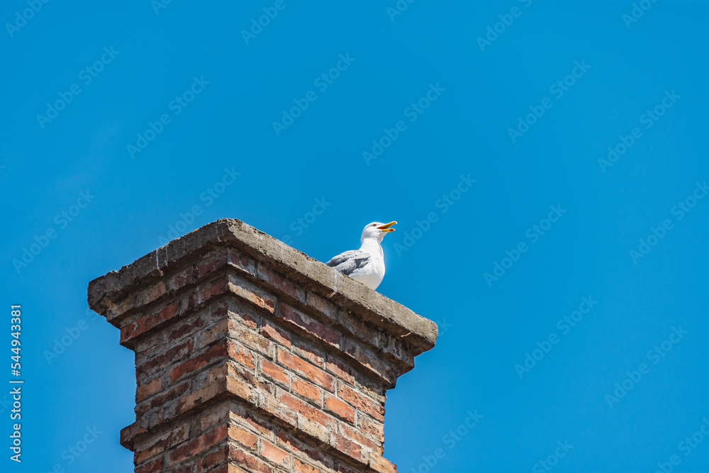 Seagull sitting on a chimney and looking in the distance with beak open Seagull sitting on a chimney and looking in the distance with beak open