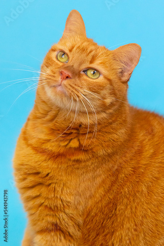 red cat portrait