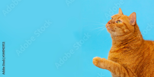 Foto red cat look on the left with paw up banner on blue background