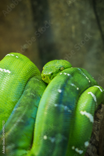 A Green python