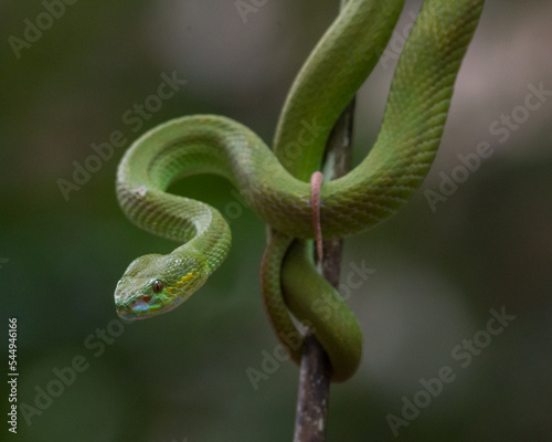 green snake on tree