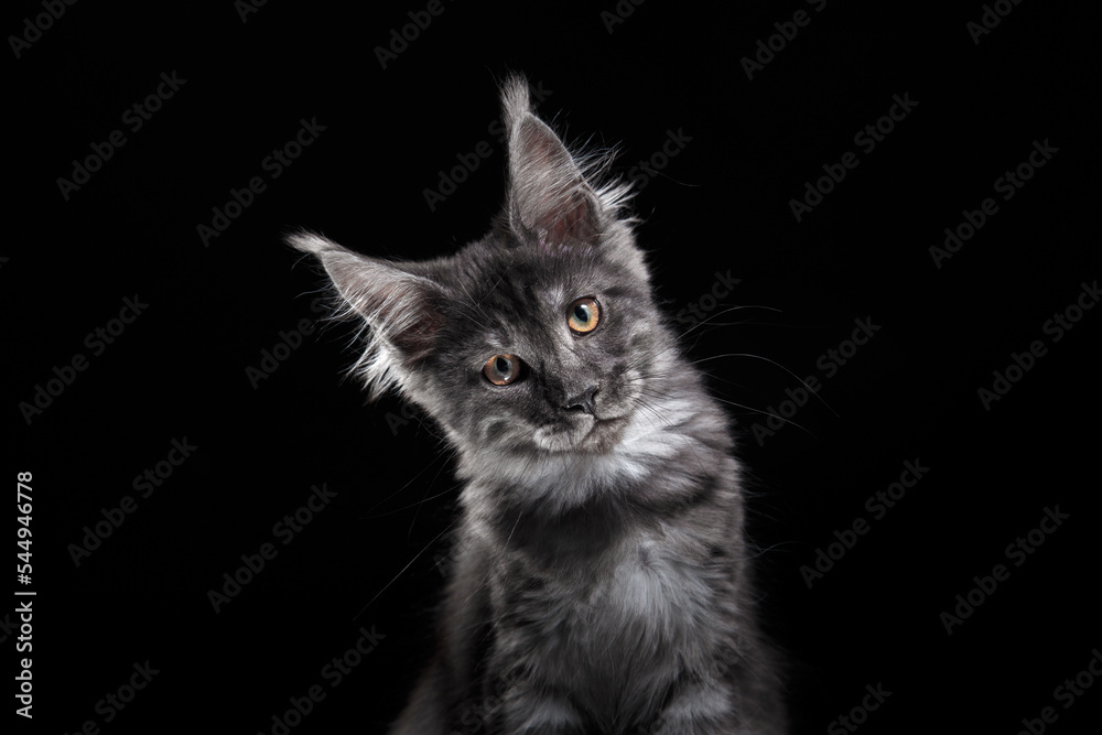 Maine Coon Kitten on a black background. striped cat portrait in studio