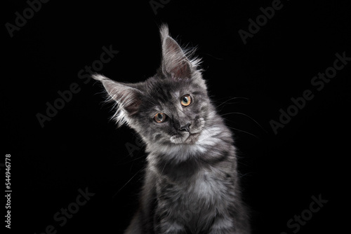 Maine Coon Kitten on a black background. striped cat portrait in studio © annaav