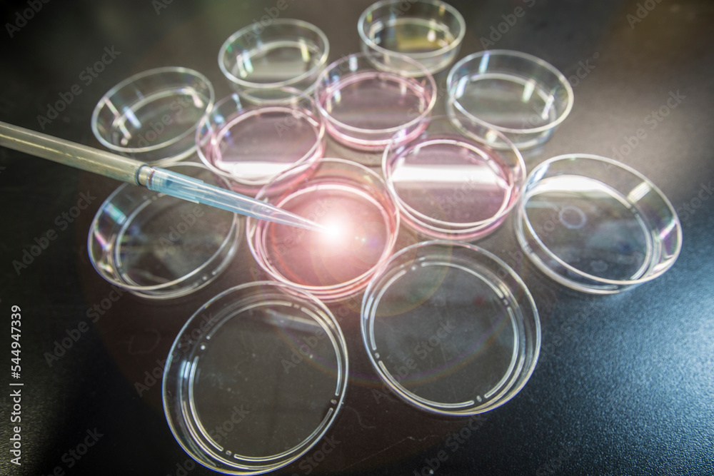 Cell Culture or Tissue culture Cell Culture or Tissue culture