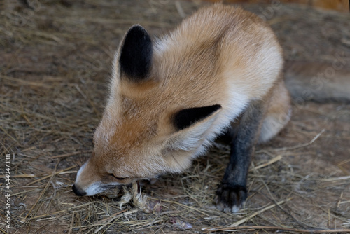 Young red fox nibbles food. Little fox cub eats food in the zoo. A beautiful red fox cub with black ears curled up having lunch. Shelter for wild animals, rescue. View from above