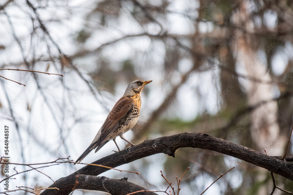 Fieldbird sits on a branch in spring with a blurred background. Fieldbird sits on a branch in spring with a blurred background.
