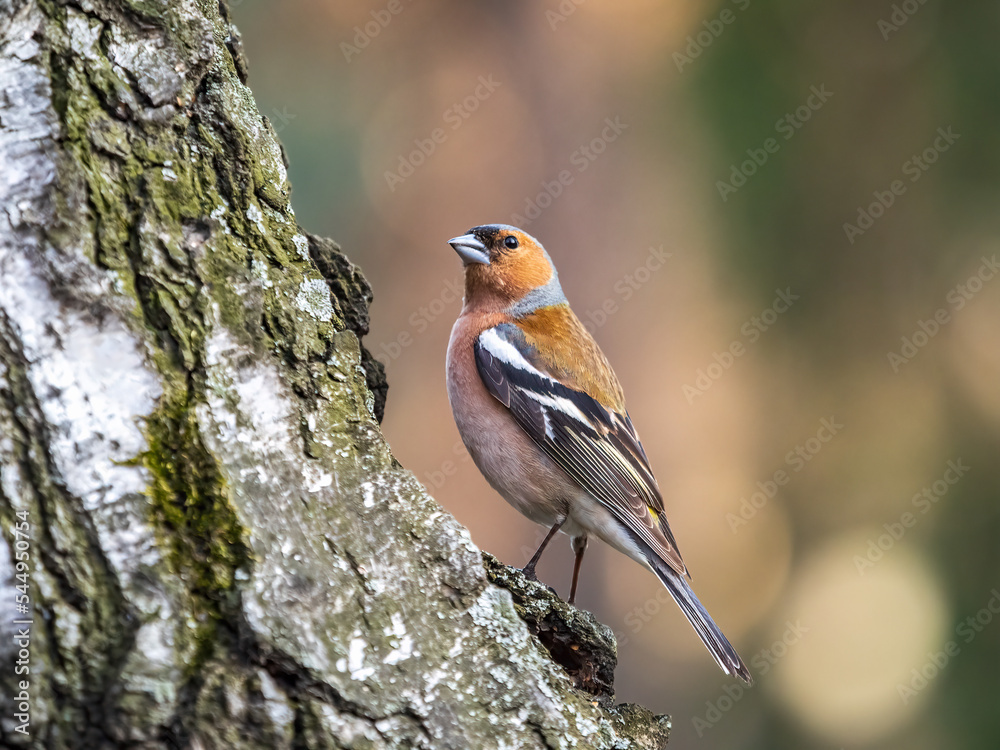 Common chaffinch, Fringilla coelebs, sits on a tree. Common chaffinch in wildlife. Common chaffinch, Fringilla coelebs, sits on a tree. Common chaffinch in wildlife.