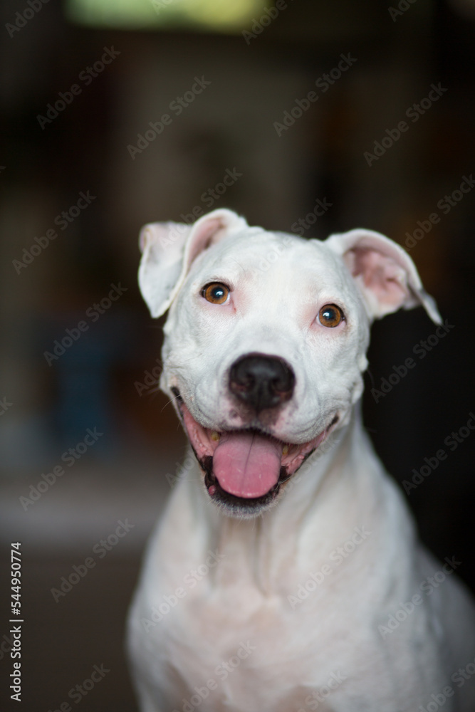 American Bulldog smiling