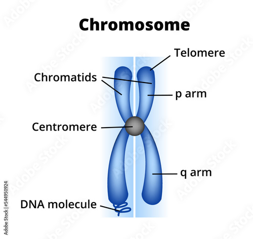 Vector scientific medical illustration of the structure of chromosomes. Chromosome composition, description, and structure. Centromere, telomere, chromatids, p short and q long arm, and DNA molecule. photo
