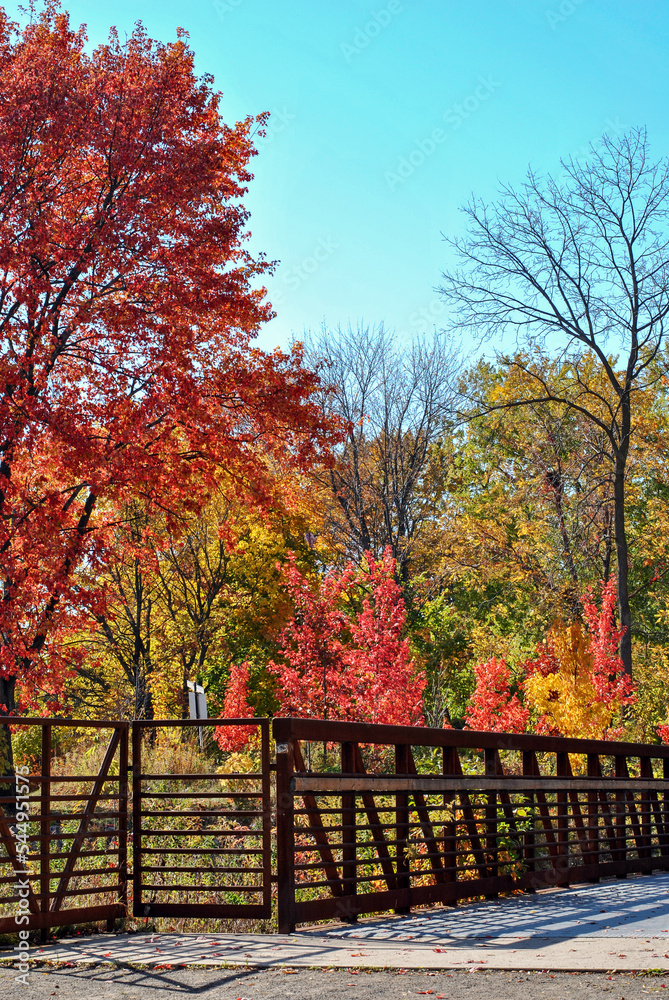 Autumn colorful trees in the Paletta Lakefront Park in Burlington. The scenery of nature with a bridge surrounded by autumn trees. Great natural background. Autumn colorful trees in the Paletta Lakefront Park in Burlington. The scenery of nature with a bridge surrounded by autumn trees. Great natural background.