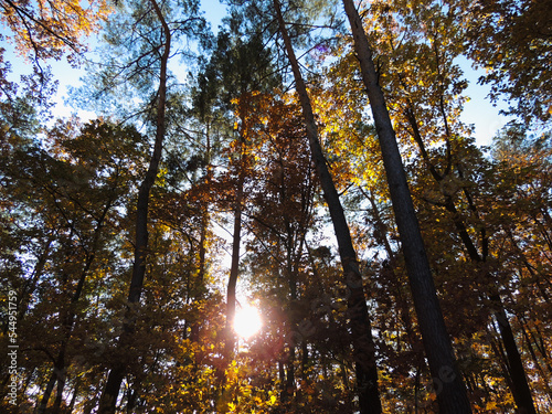 the sun shines through the trees  autumn forest  golden autumn