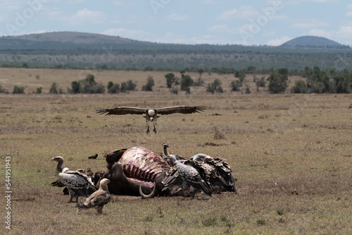 Fotografía vulture with carcass in savannah