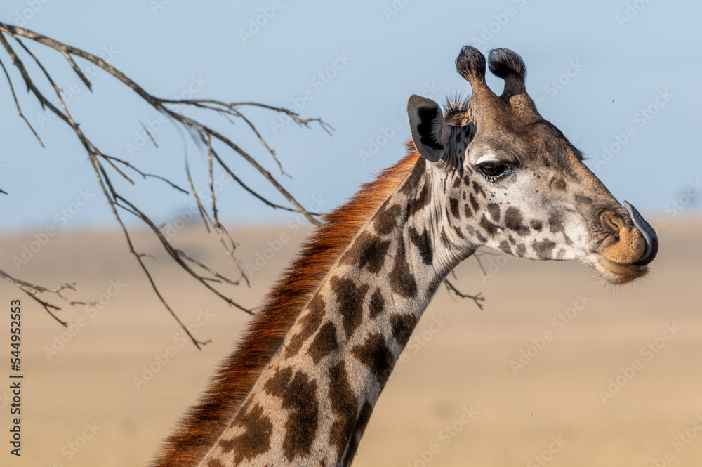 Obraz premium giraffe eating grass