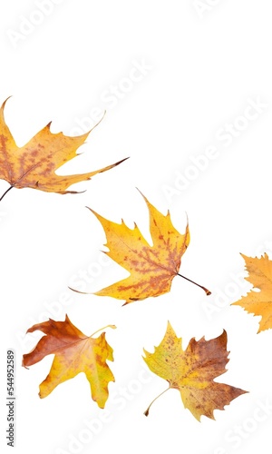 Autumn colored dry fall leaves