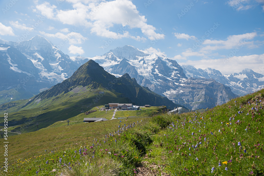 breathtaking alpine landscape switzerland. meadow with bluebells. view to Tschuggen and Jungfrau mountain