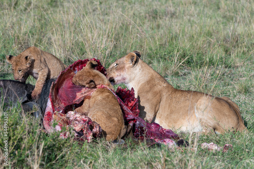 Photography lion cub and lioness