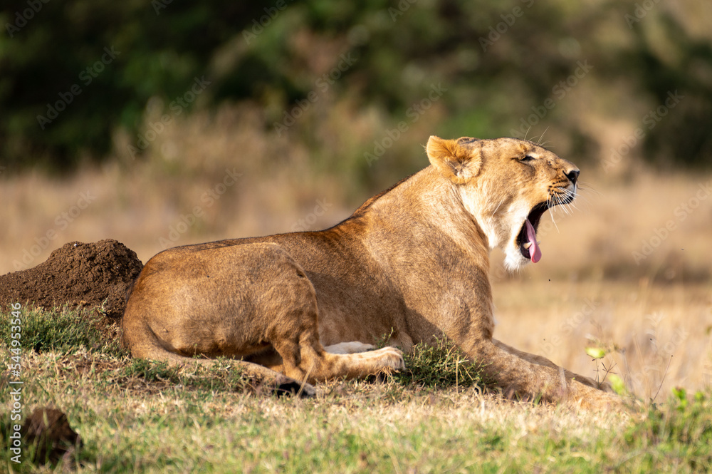 lioness
lioness