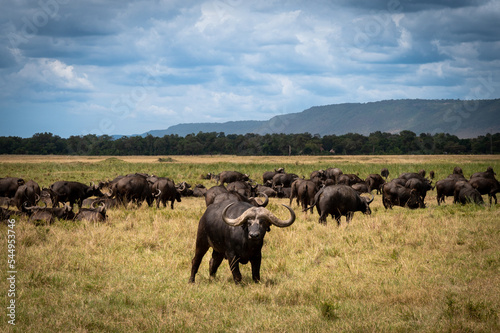 cape buffalo in a herd