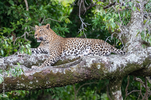leopard in tree