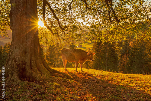Kuh - Allg  u - Herbst - Sonnenuntergang - B  ume - malerisch