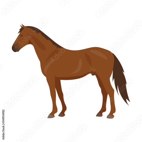 Cartoon domestic animal vector illustration. Farm animal horse isolated on white background. Domestic animals, pets, farming, concept © Bro Vector