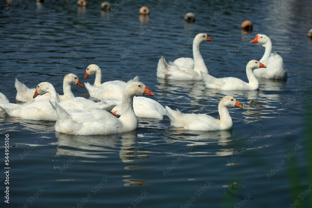 Flock of geese on blue water Flock of geese on blue water