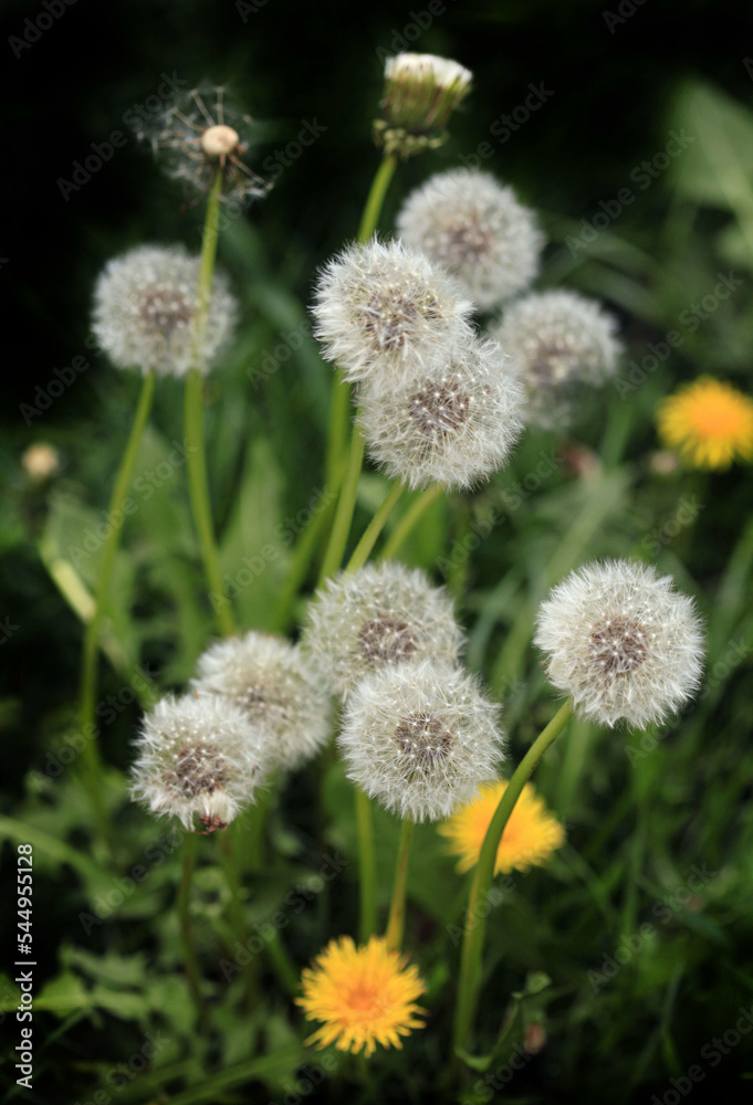 White dandelions on black background