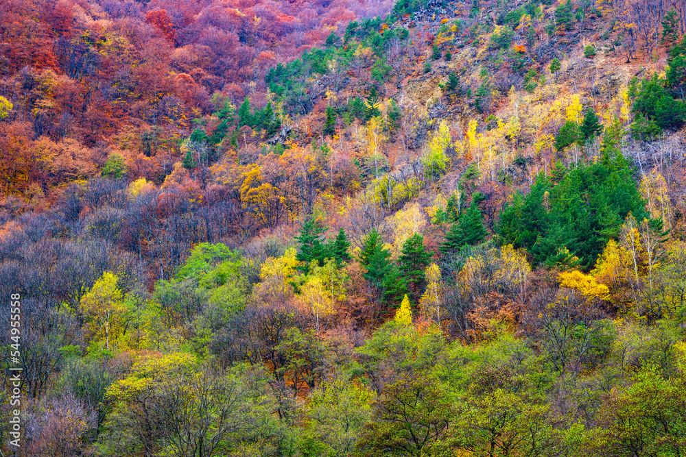 Beautiful autumnal landscape in the forest Beautiful autumnal landscape in the forest
