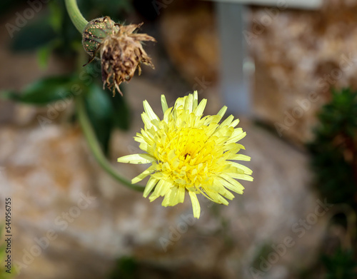 Die Blüte eines Weichhaarige Schwefelkörbchen (Urospermum dalechampii). Sie gehören zu den Korbblütern. photo