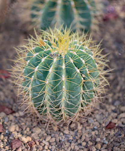 Ein Kaktus, ein Schwiegermutterstuhl. Ein Kaktus mit langen Stacheln. photo