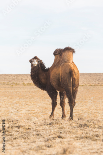 Bactrian camel in the steppe of Kazakhstan