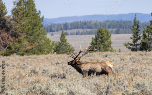 Bull Elk During the Rut in Wyoming in Autumn