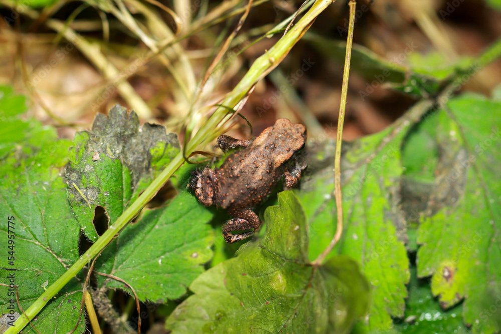 Eine kleine Erdkröte, eine Bufo Bufo zwischen Laub in einem Wald. Eine kleine Erdkröte, eine Bufo Bufo zwischen Laub in einem Wald.