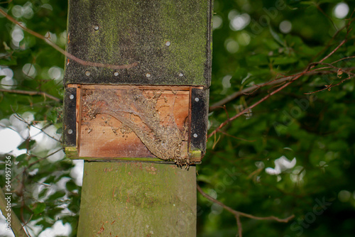 Ein Kasten an einem Baum der als Tagesunterkunft für Fledermäuse gedacht ist. photo